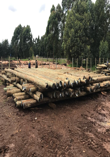 WoodWorld International Limited